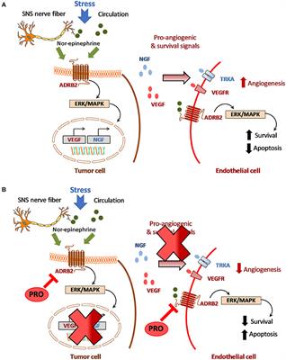 Adrenergic-Angiogenic Crosstalk in Head and Neck Cancer: Mechanisms and Therapeutic Implications